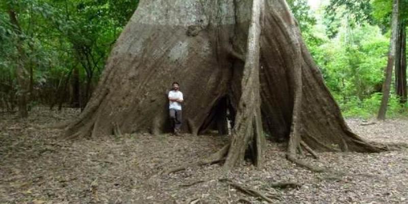 La Amazonía experimenta en sus ciclos climáticos los cambios por la crisis climática Niveles extremos de inundaciones en la Amazonía