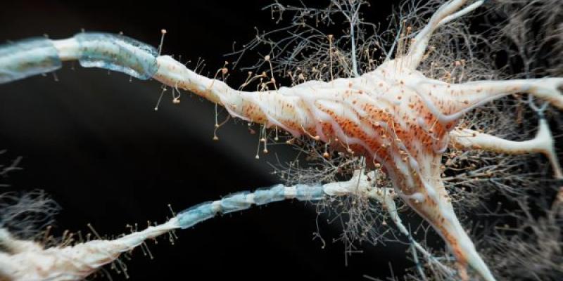 Una imagen renderizada en 3D de una red neuronal.