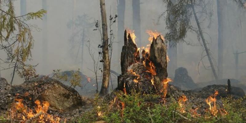 Imagen de un incendio forestal/ALBASUD Turismo natural y ecosistemas naturales