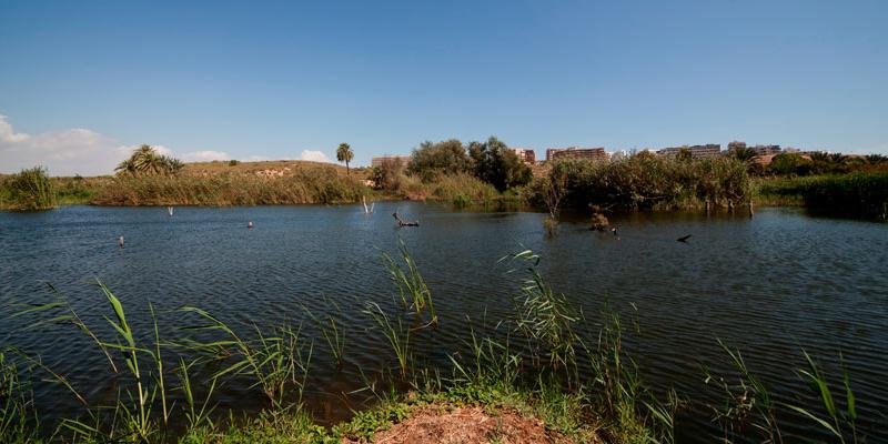 Elche y Telde son las ciudades europeas con menos mortalidad por falta de espacios verdes. Foto: El Clot de Galvany. Ayuntamiento de Elche