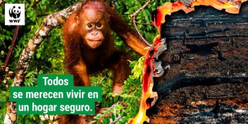 Deforestación/ WWF Lucha contra la deforestación de WWF