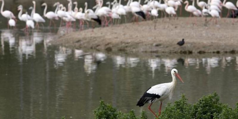 Imagen del humedal de Doñana/ABC de Sevilla El humedal de Doñana sigue desprotegido