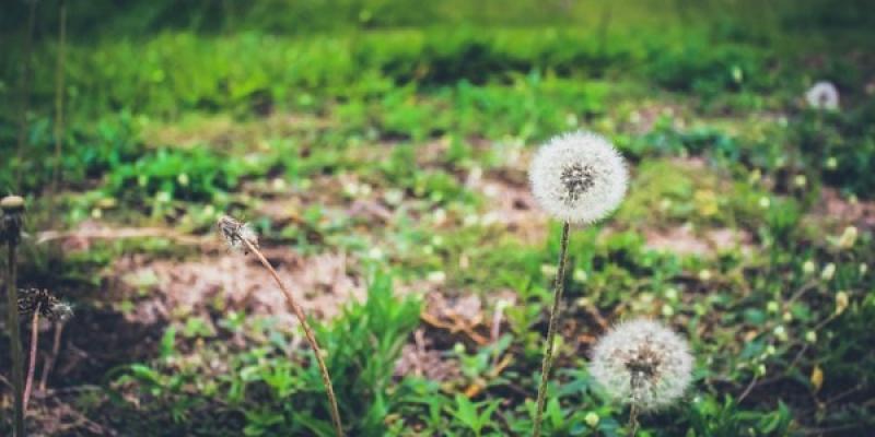 Imagen sobre sostenibilidad / Pixabay Diente de león
