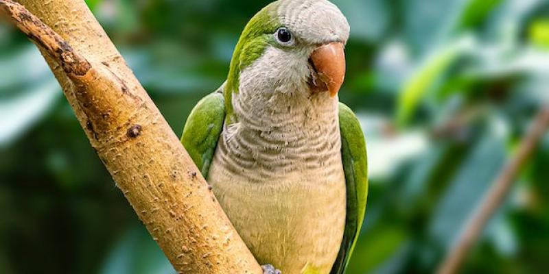 Cotorras, especie invasora en España - Pexels Una especie invasora popular