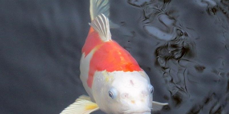 Hay muchas especies de animales que cuesta mucho dinero obtener Un ejemplar de la especie Koi