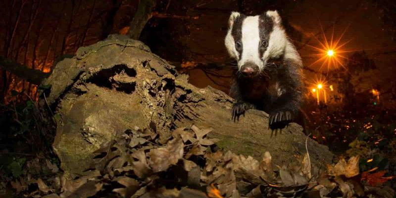 Imagen de un tejón/National Geographic Muchas especies se encuentran amenazadas a nivel mundial
