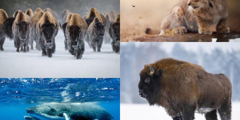 Las especies también se salvan por el ser humano Especies conservadas por el ser humano