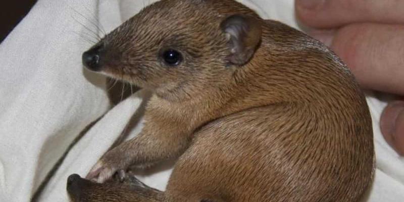 Imagen de una especie/La Vanguardia Especies, fauna y flora, pérdida total