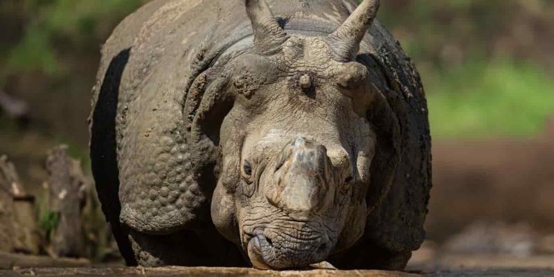 Imagen de un rinoceronte/Envatoelements Especies en extinción