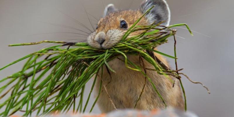 Pica americana alimentándose, son especies indicadoras vulnerables al cambio climático Pica americana, una de las especies indicadoras del cambio climático