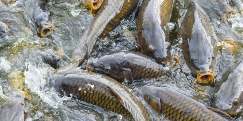 Nueva estrategia para proteger ríos y humedales de especies invasoras Diseñan nueva estrategia para proteger ríos y humedales de especies invasoras
