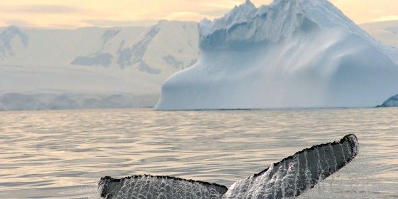 España investiga las especies marinas de la Antártida