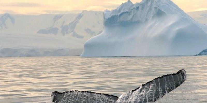 España mantiene la investigación de especies marinas en la Antártida España investiga las especies marinas de la Antártida