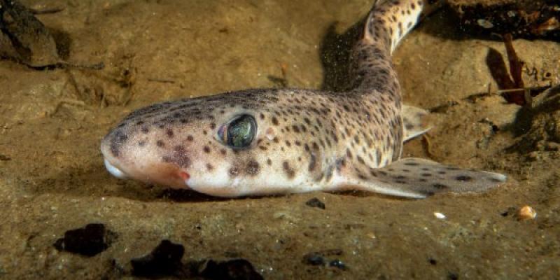 El tiburón pintarroja, una de las especies que prefieren agua fría | Foto de iStock El tiburón pintarroja se ha desplazado hacia aguas más cálidas