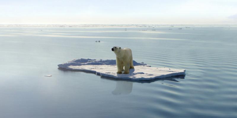 Imagen de un oso polar/Cambio Climático Especies en peligro de extinción por el cambio climático