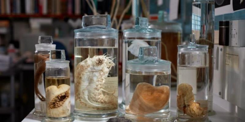 La minería submarina pone en peligro la protección de nuevas especies. Especies descubiertas en la zona dedicada a la minería submarina