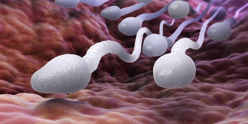 El empaquetado del ADN del espermatozoide puede empeorar la fecundación