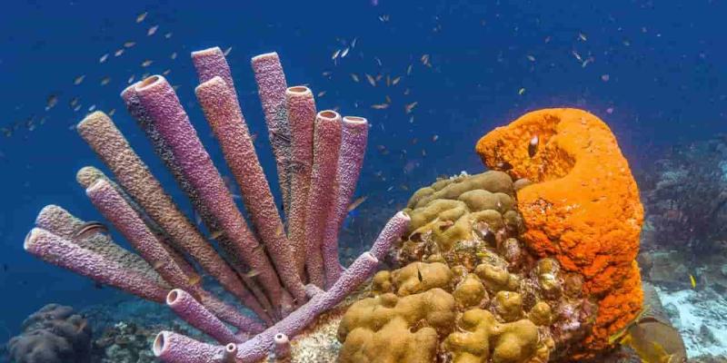 Imagen de una esponja marina/National Geographic El peligro que acecha a las esponjas marinas