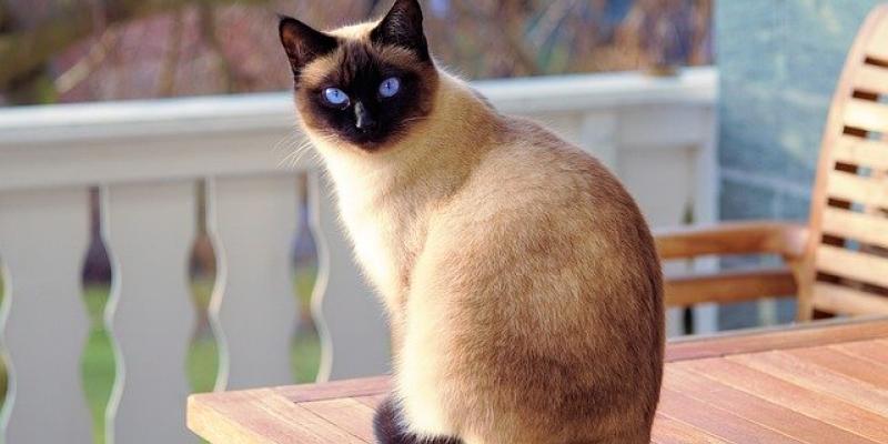 La esterilización en gatos es totalmente recomendable esterilización gatos