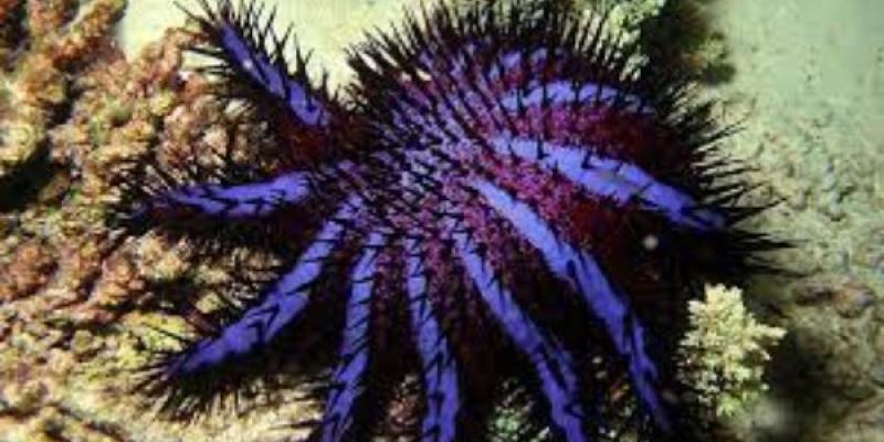 Estrellas de mar mortíferas para los corales Corona de espinas, las estrellas de mar que matan a los corales