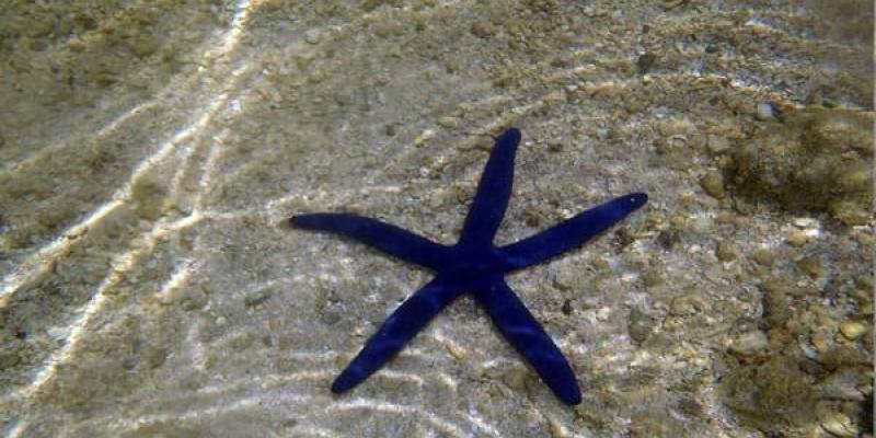 Imagen de una estrella de mar/INFORMACION Por qué no se deben tocar las estrellas de mar