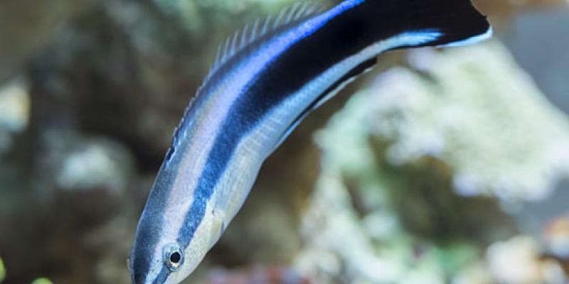 Imagen de un Labroides dimidiatus/National Geographic en Español Un estudio revela que los peces tienen autoconciencia