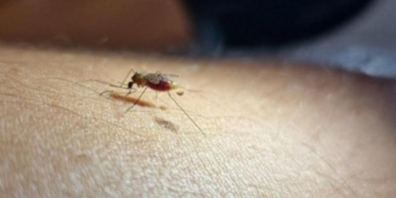 Mosquito transmisor de la malaria, endémica en África, gran parte de Asia, América Central y Sudamérica | Foto de EBD-CSIC Mosquito transmisor de la malaria