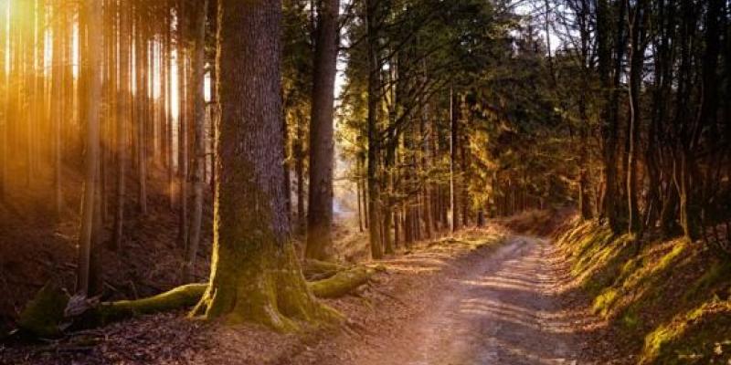 Imagen de un bosque/Pixabay Apenas el 3 % de los ecosistemas terrestres sobrevive