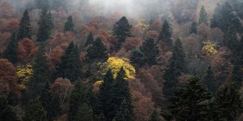 Imagen de un bosque mixto de abetos/ABC Existen 9.200 especies de árboles por descubrir