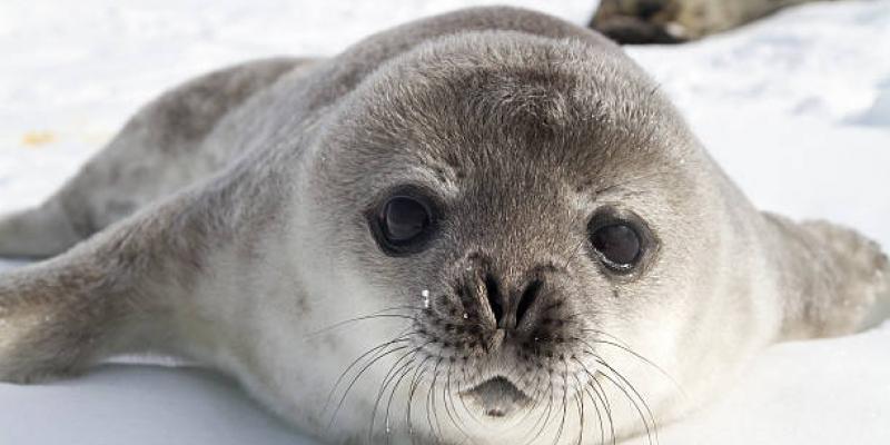 Los resultado afirman que viven más de 200.000 focas hembras en la Antártida Foca de Weddell/iStock