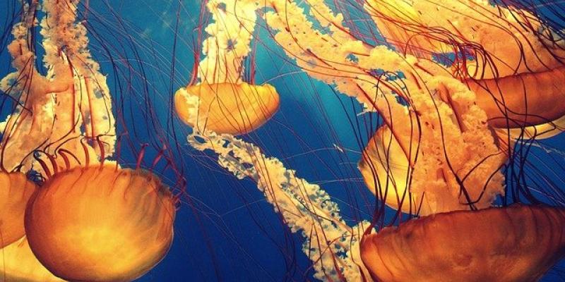Las medusas ayudan a proteger y mantener el medio marino Medusas/Pixabay
