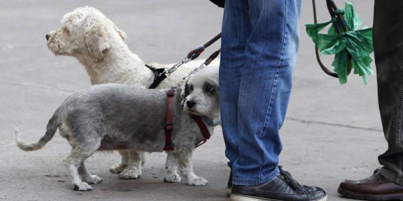 Dos perros pasean por Madrid con sus dueños. (Efe)