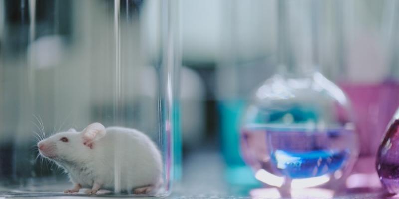 Experimentación de animales - Foto: Envato Elements Rata en un laboratorio