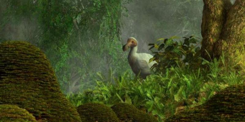 Los dodos se extinguieron a causa de la deforestación, la caza y la destrucción de sus nidos. Foto: Getty Images Los dodos se extinguieron a causa de la deforestación, la caza y la destrucción de sus nidos.