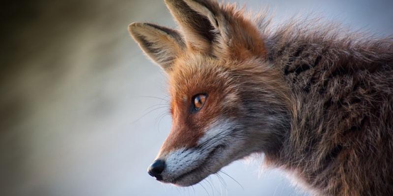 Fauna salvaje / Pixabay Lobo salvaje