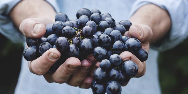 Uvas, fiestas de la vendimia / Getty Uvas