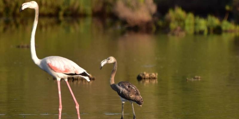 Nacen por primera vez flamencos en Mallorca