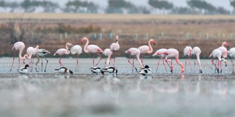 Doñana y sus lagunas La avifauna de Doñana