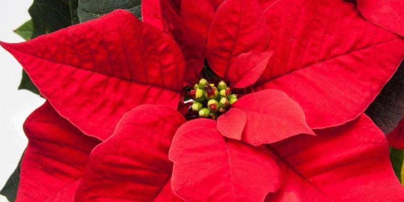 Imagen de la Flor de Pascua / Pixabay Flor de Pascua