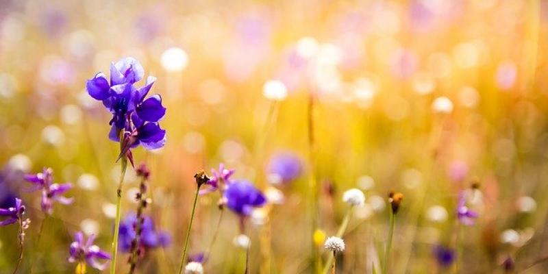 Las flores y plantas también pueden extinguirse