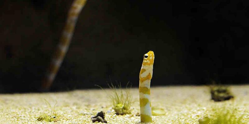 Gusanos depredadores poblaron el fondo marino hasta hace 5 millones de años Revelan que el fondo marino estuvo habitado por gusanos depredadores gigantes