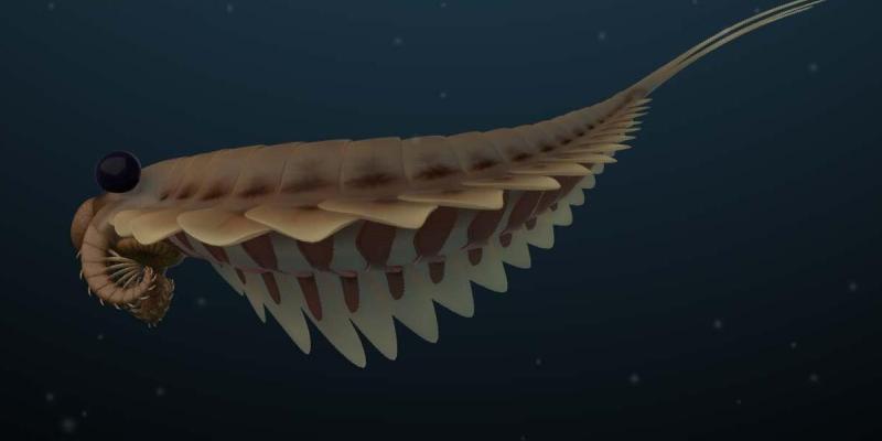 Así son los fósiles de más de 500 millones de años - Información.es Imagen en 3D de los fósiles