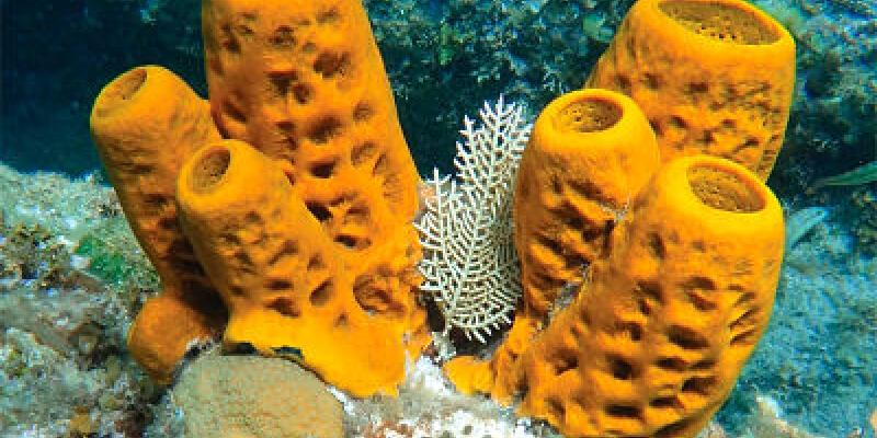 Las esponjas marinas son consideradas los primeros animales en evolucionar Esponja de mar/animapedia.org