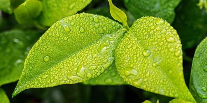 Fotosíntesis / Pixabay Hoja verde