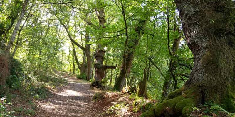 Imagen del bosque de Fraga de Catasós/Hotel Restaurante América Fraga de Catasós y el bosque infinito