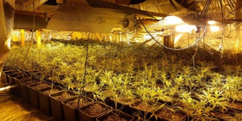 El fraude eléctrico de los cultivos de marihuana - Endesa Los cultivos y el fraude eléctrico