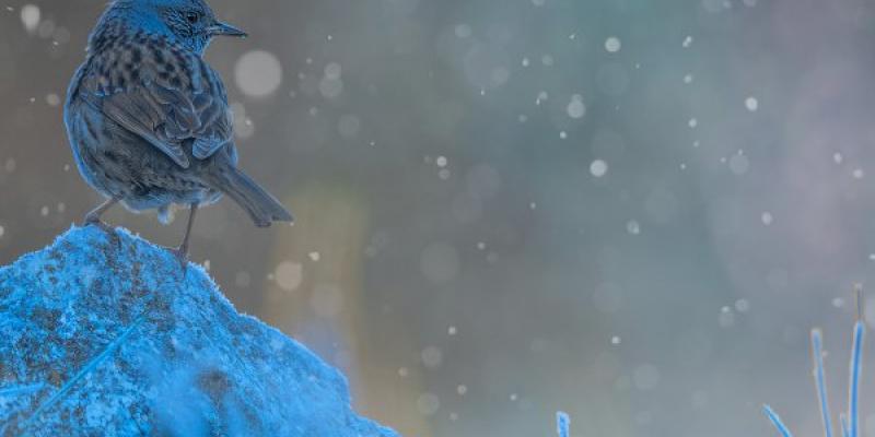Las aves y el invierno/ Luis Martínez Martínez Los efectos de la ola de frío en las aves