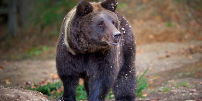 Peligro de la desaparición de frutos secos
