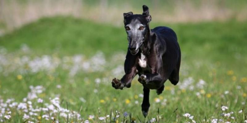 Un galgo negro Día Mundial del Galgo