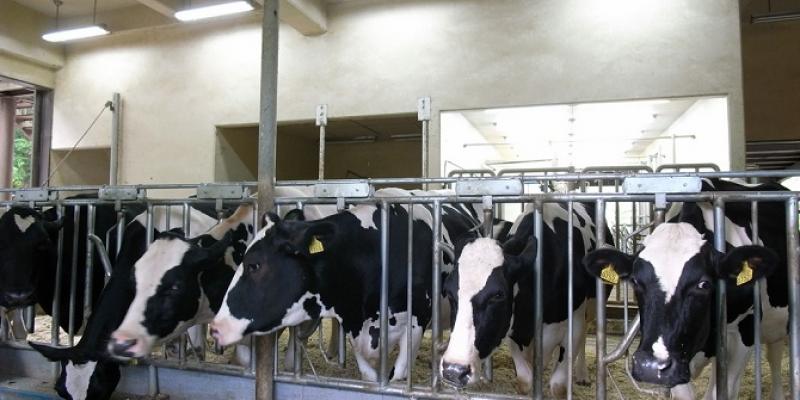 La ganadería industrial cuenta con grandes inversiones en instalaciones y mano de obra para incrementar sus productos Ganadería industrial/El Mundo